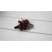  Wedding boutonniere   in purple burgundy beige black color scheme. Flower accessories. 0072 EU UK