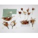 Boutonnieres in Terracotta Mustard Burgundy Ivory Colors/ Wedding flowers 